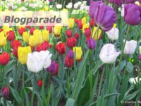 Tulpenfeld Titelbild Blogparade